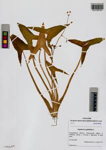 Sagittaria sagittifolia L., Siberia, Altai & Sayany Mountains (S2) (Russia)