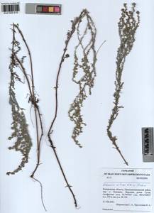 Artemisia nitrosa Weber ex Stechm., Siberia, Altai & Sayany Mountains (S2) (Russia)