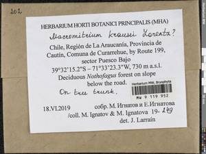 Macromitrium krausei Lorentz, Bryophytes, Bryophytes - America (BAm) (Chile)