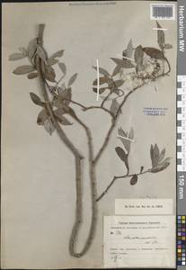 Salix excelsa J.F.Gmel., Middle Asia, Kopet Dag, Badkhyz, Small & Great Balkhan (M1) (Turkmenistan)