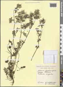 Geranium dissectum L., Caucasus, Georgia (K4) (Georgia)