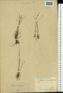 Trichophorum pumilum (Vahl) Schinz & Thell., Eastern Europe, Lower Volga region (E9) (Russia)