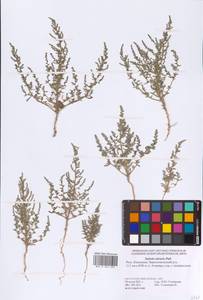 Nitrosalsola nitraria (Pall.) Tzvelev, Eastern Europe, Lower Volga region (E9) (Russia)