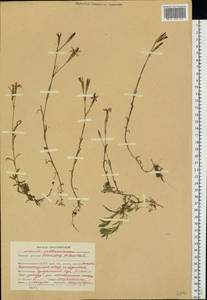Dianthus deltoides, Eastern Europe, Northern region (E1) (Russia)