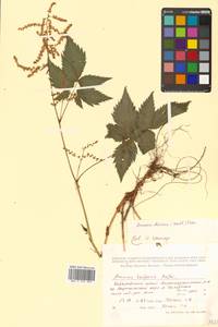 Aruncus dioicus (Walter) Fernald, Siberia, Russian Far East (S6) (Russia)