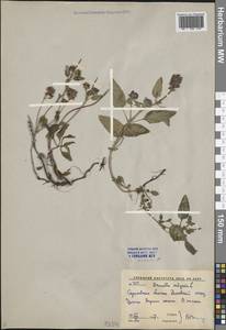 Prunella vulgaris L., Eastern Europe, Lower Volga region (E9) (Russia)
