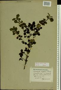 Cotoneaster alaunicus Golitsin, Eastern Europe, North-Western region (E2) (Russia)