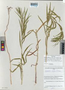 Galatella biflora (L.) Nees, Siberia, Altai & Sayany Mountains (S2) (Russia)