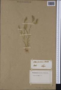 Trisetaria loeflingiana (L.) Paunero, Western Europe (EUR) (Switzerland)