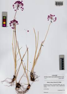 Allium rubens Schrad. ex Willd., Siberia, Altai & Sayany Mountains (S2) (Russia)