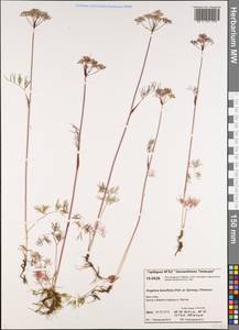 Ostericum tenuifolium (Pall. ex Spreng.) Y.C.Chu, Siberia, Central Siberia (S3) (Russia)