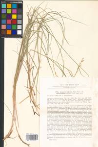 Elymus reflexiaristatus (Nevski) Melderis, Eastern Europe, Eastern region (E10) (Russia)