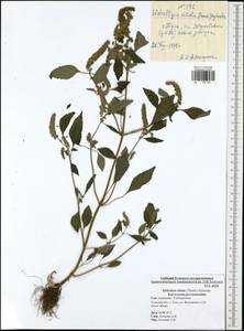 Elsholtzia ciliata (Thunb.) Hyl., Eastern Europe, Central region (E4) (Russia)