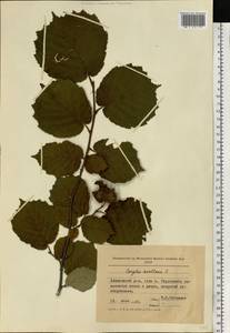 Corylus avellana L., Eastern Europe, Moldova (E13a) (Moldova)