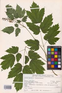 Actaea spicata L., Eastern Europe (no precise locality) (E0)