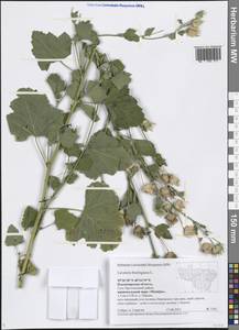 Malva thuringiaca subsp. thuringiaca, Eastern Europe, Central region (E4) (Russia)