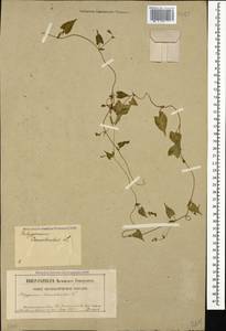 Fallopia convolvulus (L.) Á. Löve, Caucasus, North Ossetia, Ingushetia & Chechnya (K1c) (Russia)