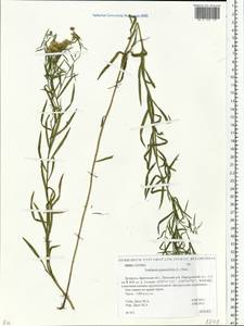 Euthamia graminifolia (L.) Nutt., Eastern Europe, Belarus (E3a) (Belarus)