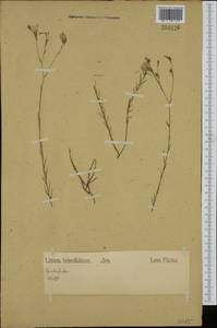 Linum tenuifolium L., Western Europe (EUR) (Germany)