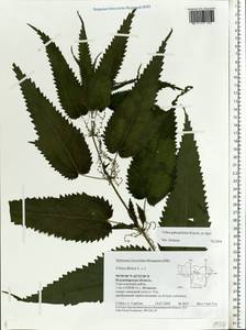 Urtica dioica subsp. pubescens (Ledeb.) Domin, Eastern Europe, Central region (E4) (Russia)