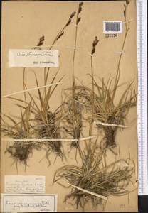 Carex stenocarpa Turcz. ex V.I.Krecz., Middle Asia, Dzungarian Alatau & Tarbagatai (M5) (Kazakhstan)