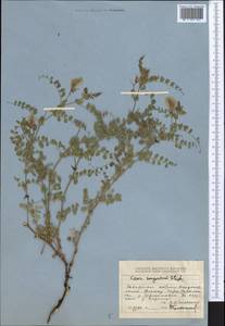 Cicer songaricum DC., Middle Asia, Dzungarian Alatau & Tarbagatai (M5) (Kazakhstan)