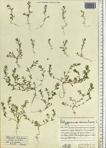 Polygonum humifusum Mert. ex C. Koch, Eastern Europe, Northern region (E1) (Russia)