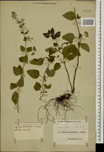 Clinopodium menthifolium, Caucasus, Black Sea Shore (from Novorossiysk to Adler) (K3) (Russia)