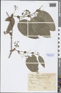 Smilax ocreata A.DC., South Asia, South Asia (Asia outside ex-Soviet states and Mongolia) (ASIA) (China)