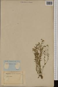 Arabidopsis thaliana (L.) Heynh., Eastern Europe, Estonia (E2c) (Estonia)