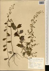 Artemisia keiskeana Miq., South Asia, South Asia (Asia outside ex-Soviet states and Mongolia) (ASIA) (North Korea)