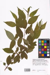 Prunus pensylvanica L. fil., Eastern Europe, Moscow region (E4a) (Russia)