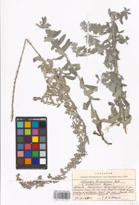 Artemisia ludoviciana Nutt., Eastern Europe, Moscow region (E4a) (Russia)