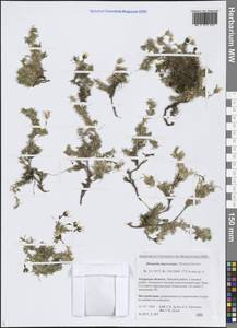 Pseudocherleria macrocarpa (Pursh) Dillenb. & Kadereit, Siberia, Russian Far East (S6) (Russia)