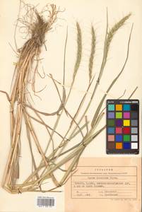 Campeiostachys dahurica (Turcz. ex Griseb.) B.R.Baum, J.L.Yang & C.Yen, Siberia, Russian Far East (S6) (Russia)