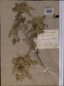 Acer tataricum subsp. semenovii (Regel & Herder) A. E. Murray, Middle Asia, Pamir & Pamiro-Alai (M2)