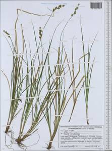 Carex elongata L., Eastern Europe, Belarus (E3a) (Belarus)