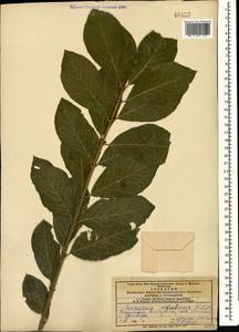 Euonymus velutinus (C. A. Mey.) Fisch. & C. A. Mey., Caucasus, Azerbaijan (K6) (Azerbaijan)