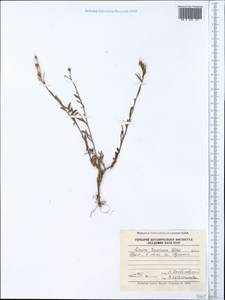 Linum tauricum Willd., Crimea (KRYM) (Russia)
