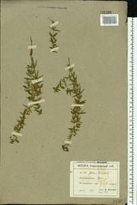 Galium boreale L., Eastern Europe, North Ukrainian region (E11) (Ukraine)