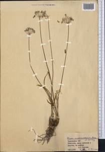 Allium scabriscapum Boiss., Middle Asia, Kopet Dag, Badkhyz, Small & Great Balkhan (M1) (Turkmenistan)