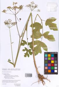 Heracleum sphondylium L., Eastern Europe, Western region (E3) (Russia)