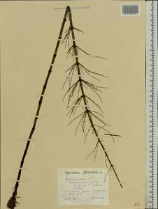 Equisetum fluviatile L., Eastern Europe, Central forest region (E5) (Russia)