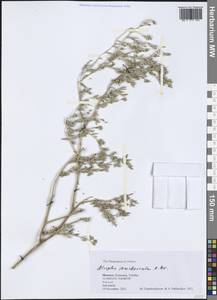 Atriplex semibaccata R. Br., Africa (AFR) (Morocco)