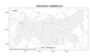 Hieracium raddeanum Zahn, Atlas of the Russian Flora (FLORUS) (Russia)