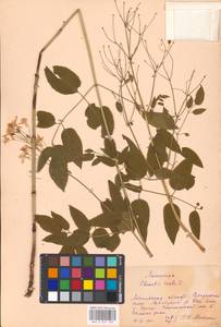 Clematis recta L., Eastern Europe, Moscow region (E4a) (Russia)