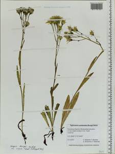 Crepis bungei Ledeb. ex DC., Siberia, Baikal & Transbaikal region (S4) (Russia)