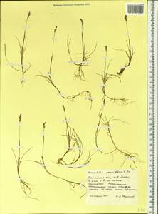 Anthoxanthum arcticum Veldkamp, Siberia, Western Siberia (S1) (Russia)