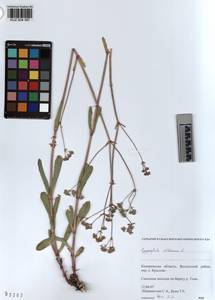 KUZ 004 387, Gypsophila altissima L., Siberia, Altai & Sayany Mountains (S2) (Russia)
