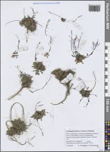 Arabidopsis lyrata subsp. lyrata, Siberia, Western Siberia (S1) (Russia)